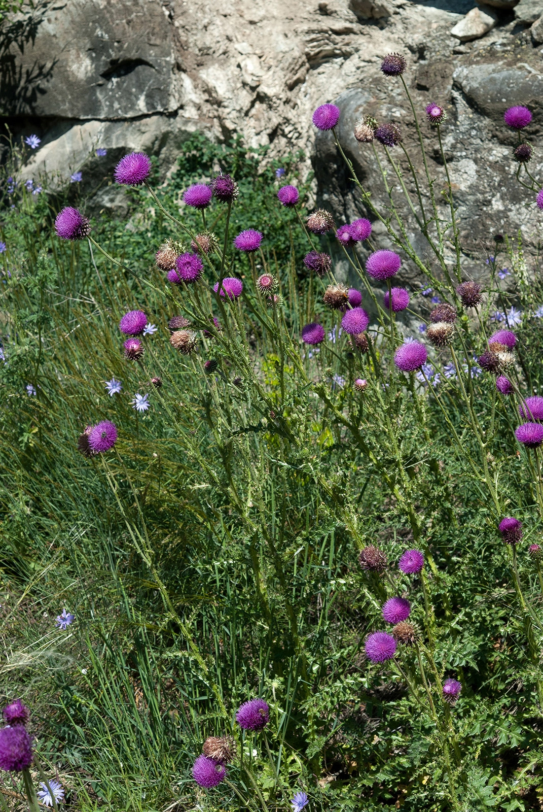 Photo Maurizio Broglio - Carduus nutans subsp. platylepis